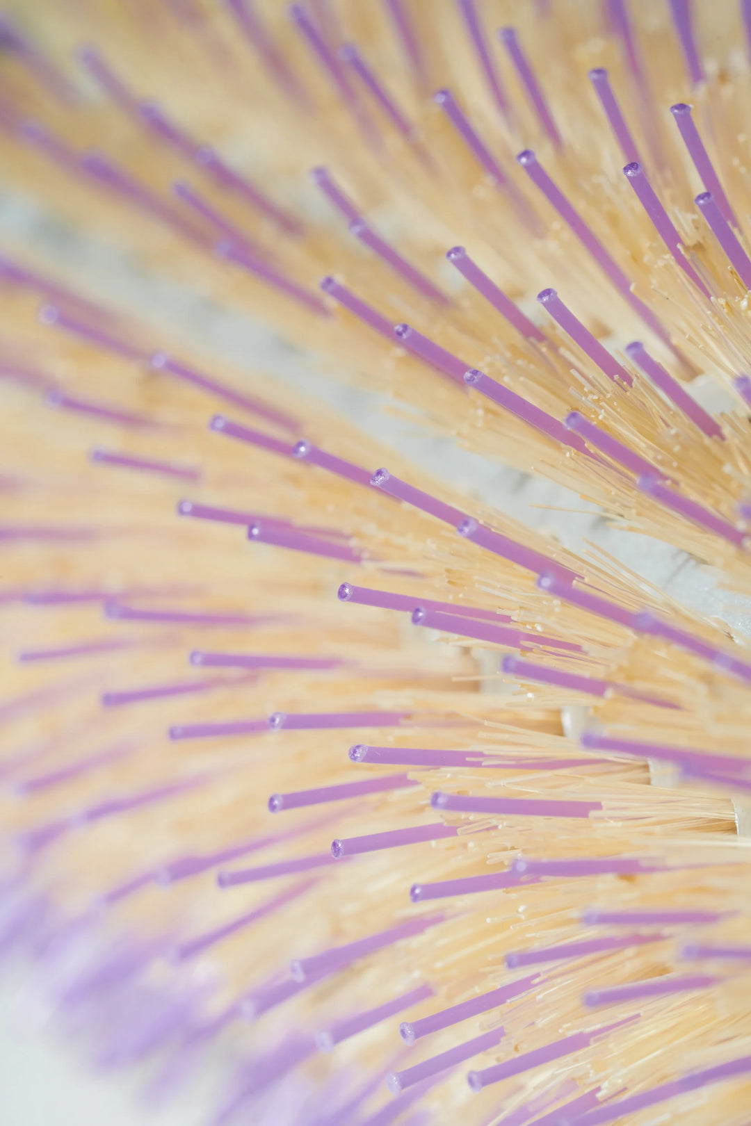 ハウムロールブラシ 毛先拡大画像